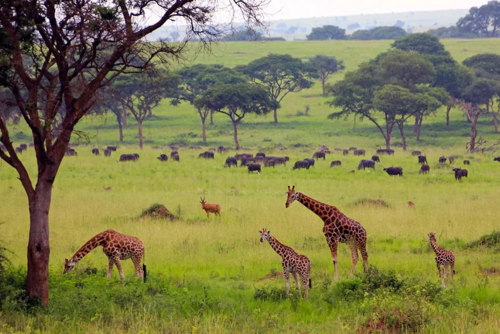 wildlife in Murchison Falls