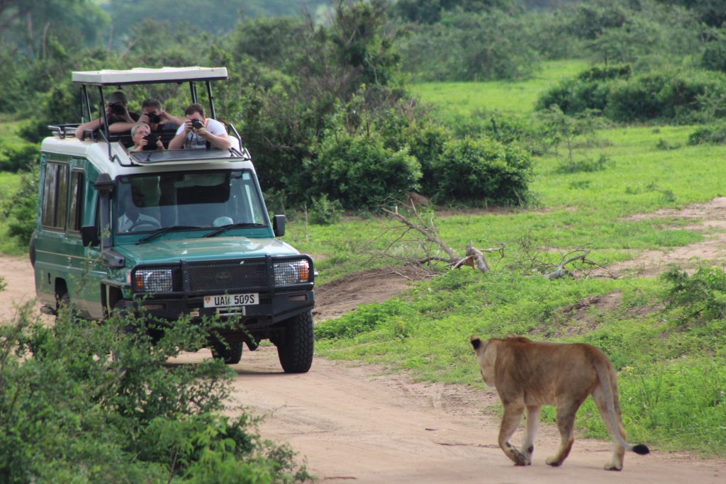 wildlife uganda safaris