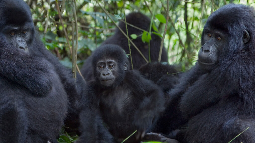 Uganda wildlife safari