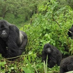 activities in Bwindi Impenetrable